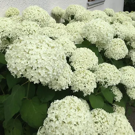 Daire Attendorner Burgblick Attendorn